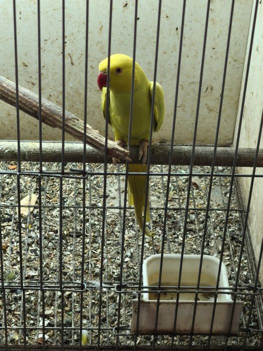 Rosela, pyrruras, ring necks