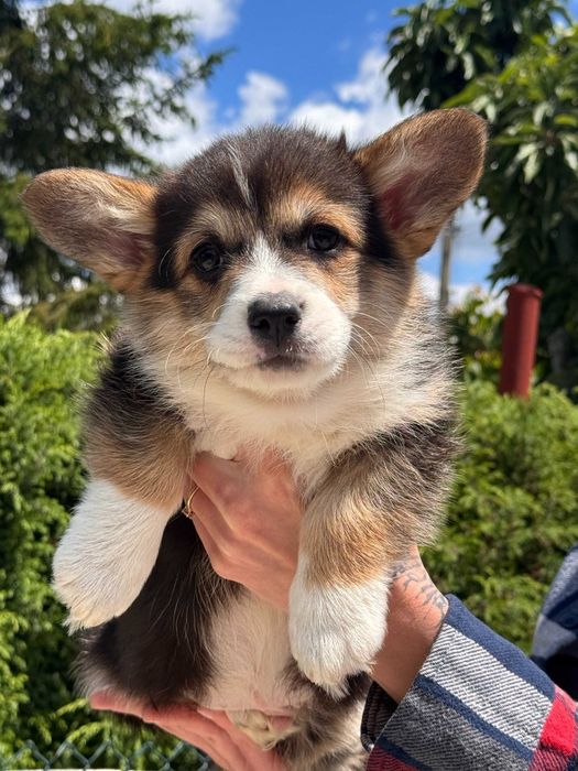 Welsh  Corgi Pemboroke