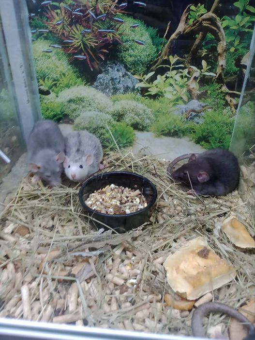 пацюки  декоративні крыски блакитні з білим животиком