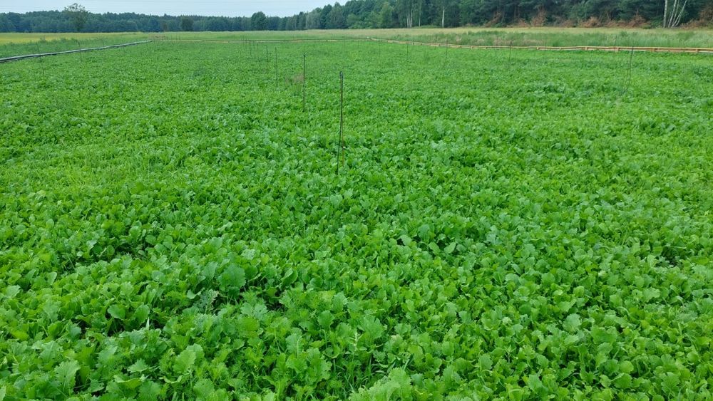 Kokony Helix Aspersa Muller/Maxima