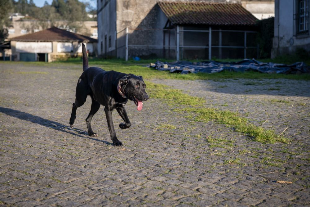 Tim para adoção Responsável