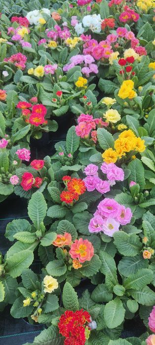 Sprzedam kwiatki Bratki