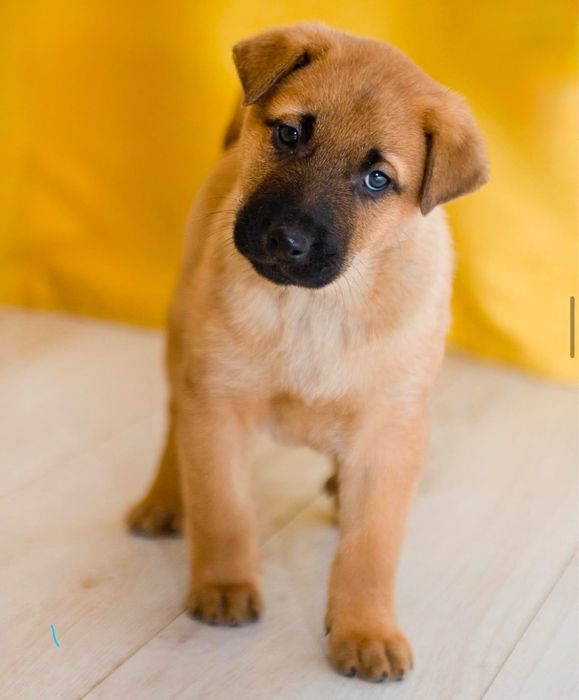 Цуценята безкоштовно