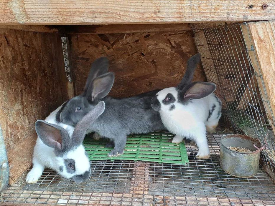 Кролі Німецький строкач