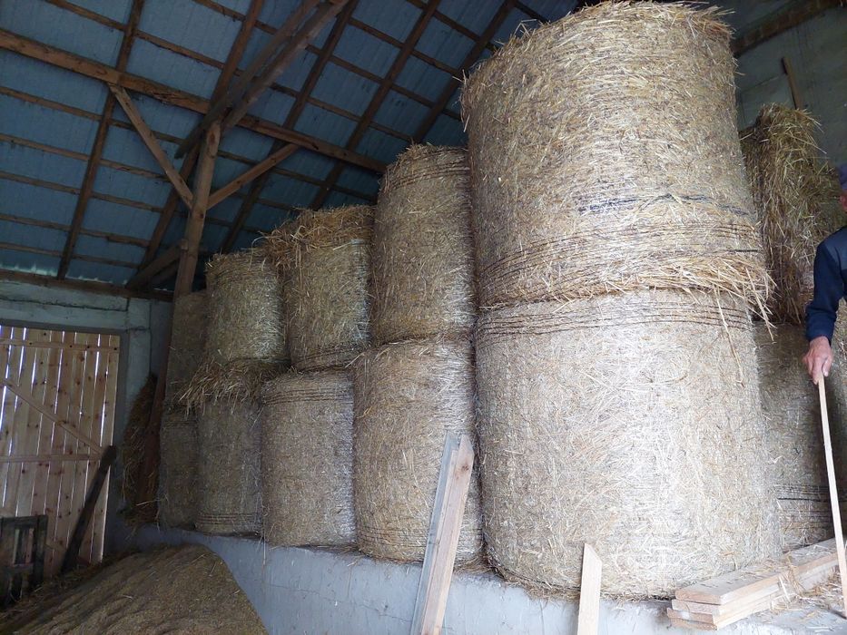 Słoma żytnia że stodoły zebrana na czas