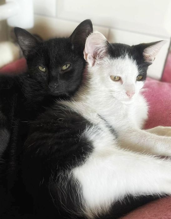 Półroczne kocurki szukają miłości