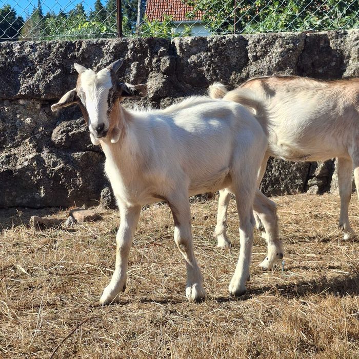 Vendo cabrito cruzado boer