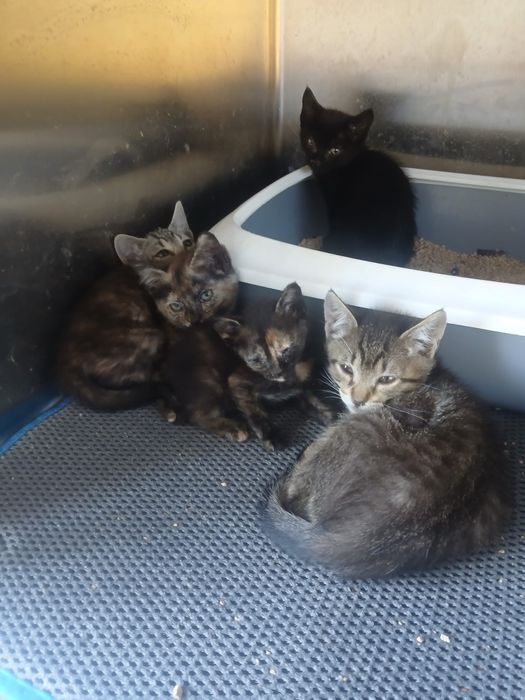 Gatinhos para adoção