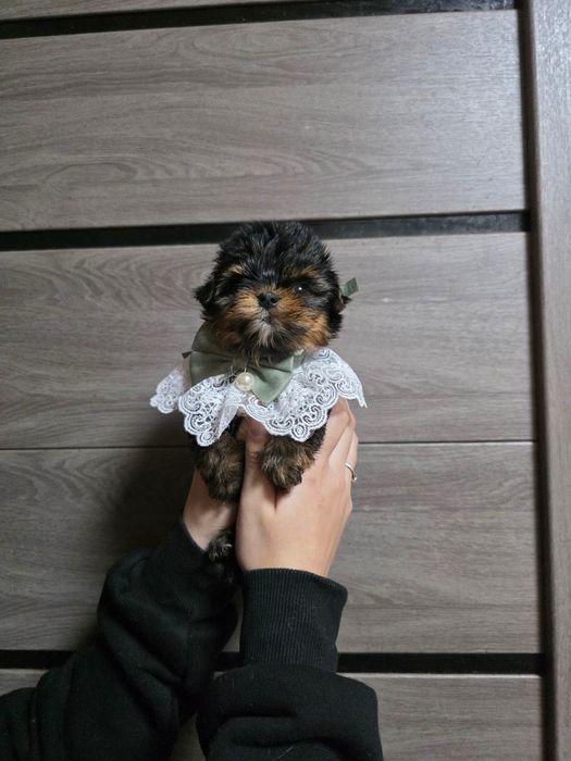 Йорк мини мальчик