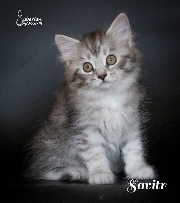 SAVITR Sib Black Silver Mackerel Tabby