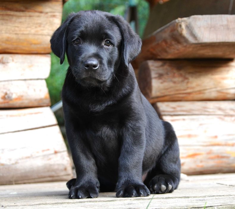 Wyjątkowy szczeniak Labrador Retriever FCI