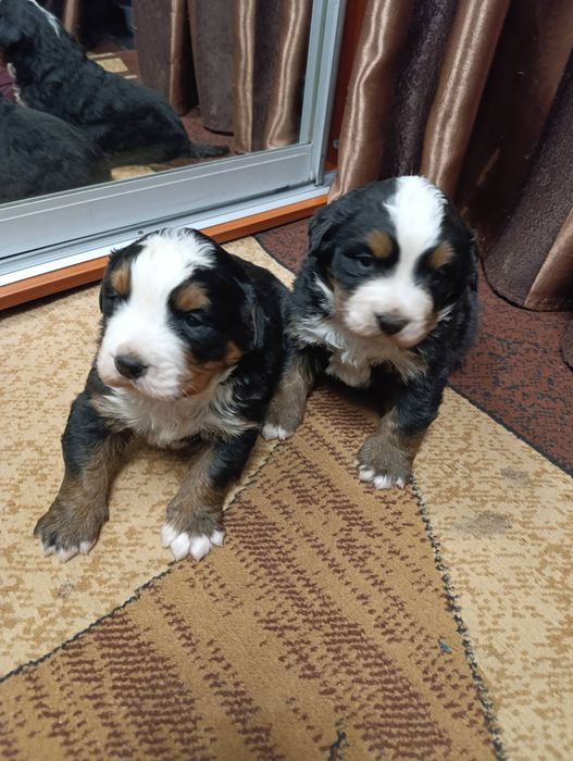 Цуценята Бернського зененхунда