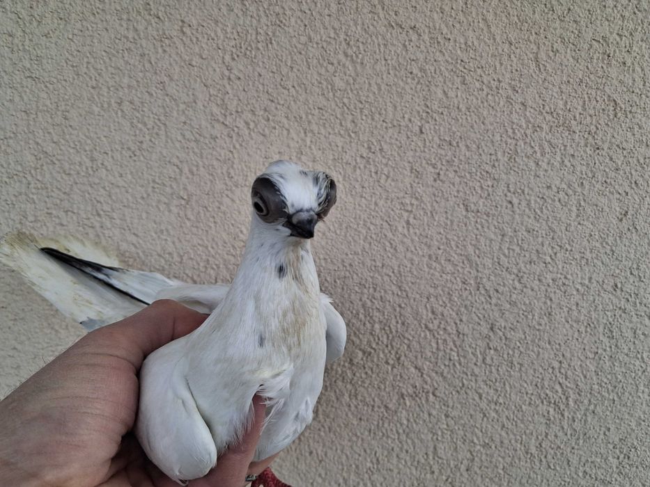 szek szeki para na białych ogonach