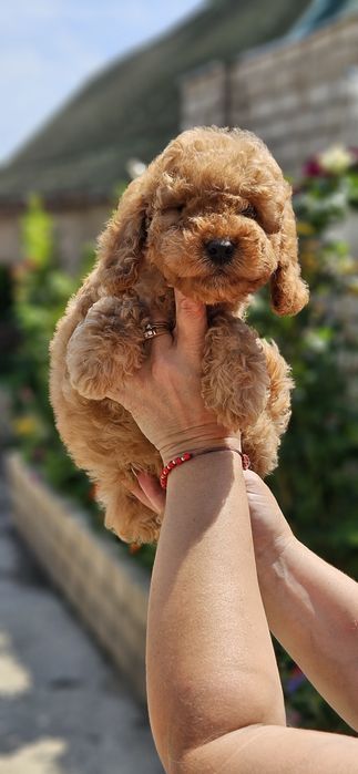 Мальтипушка мальчик