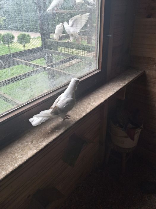 Gołębie młode tegoroczne