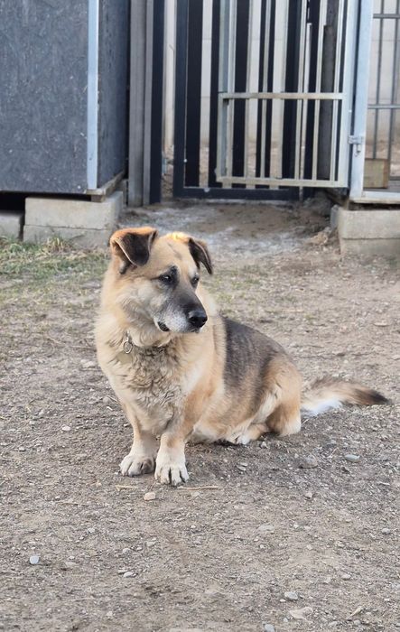 10-letni Nero do adopcji