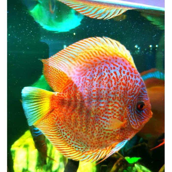 Paletka Dyskowiec Leopard Legalna wysyłka