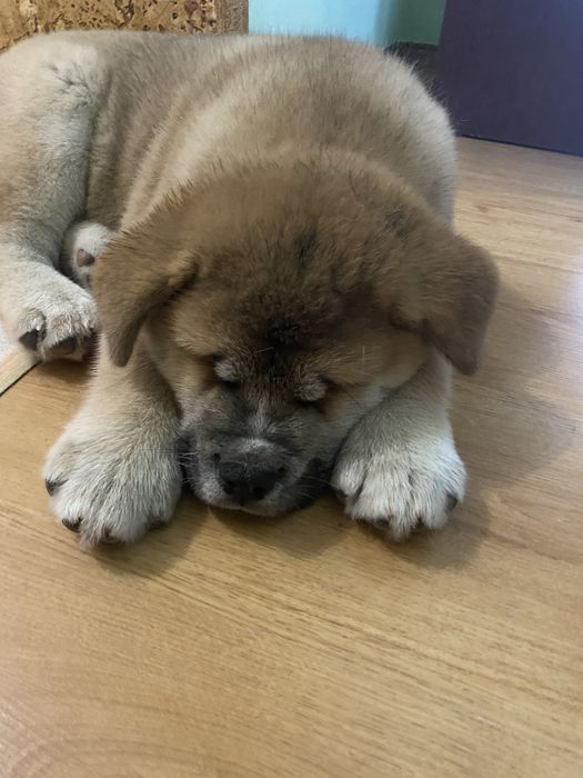 Продаються щенята Акіта-іну