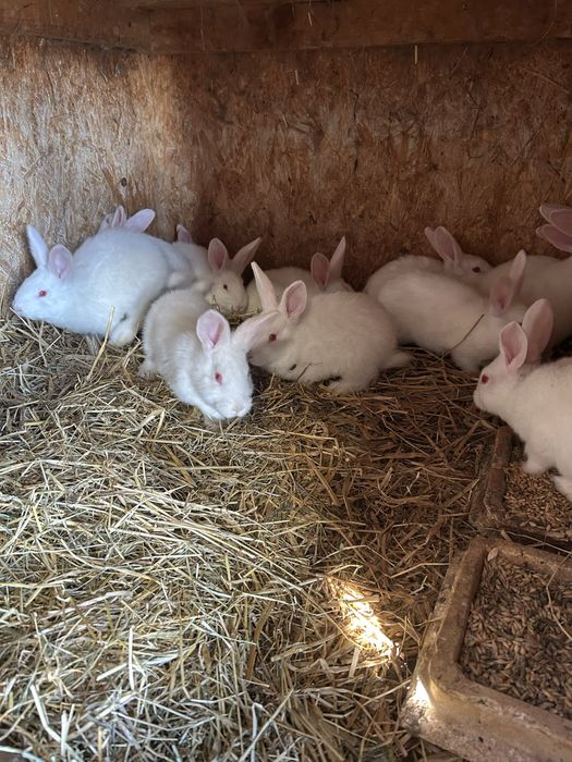 sprzedam kroliki termandzkie