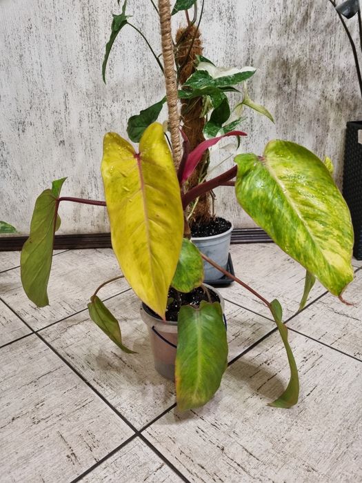 Фiлодендрон ( Fhilodendron)