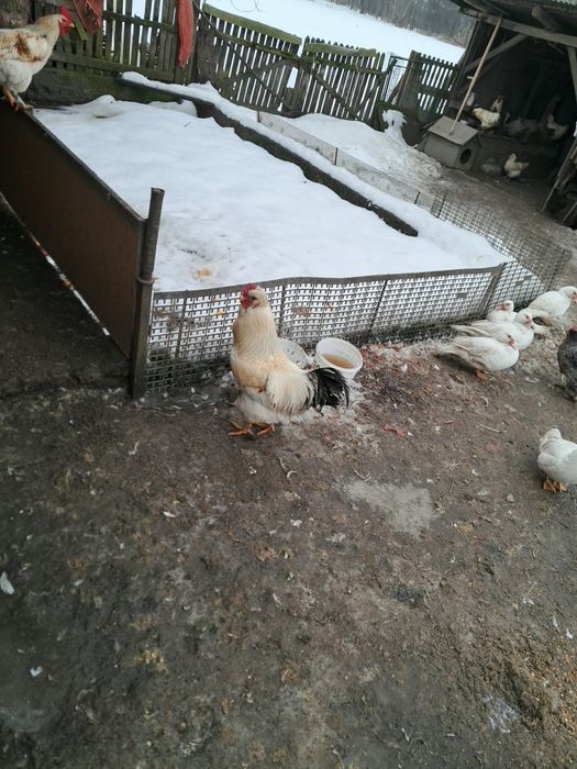 Koguty z własnego chowu