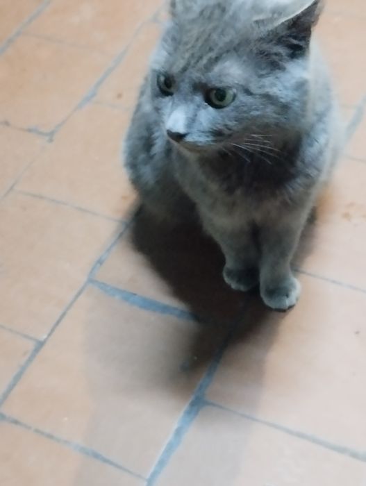 Кішка стерелізована і котик , колір сірий