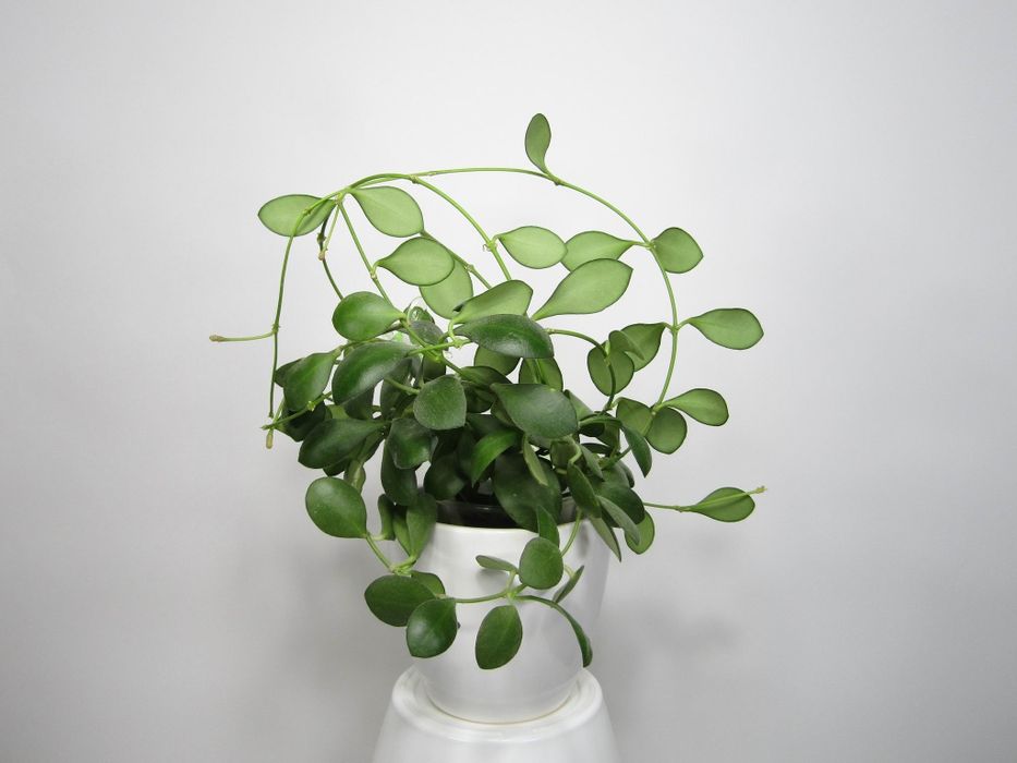 Хойї дрібнолисткові (зрізка) додані нові сорти