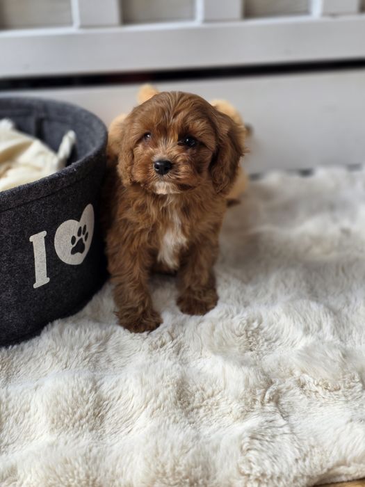 Cavapoo piesek szczeniak