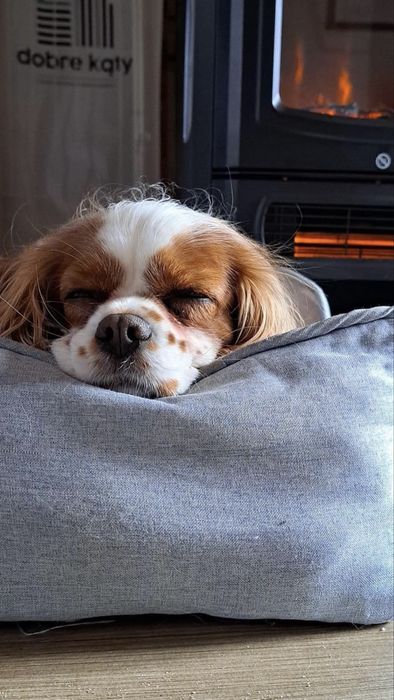 Sauna, balia domki nad morzem Kąty Rybackie