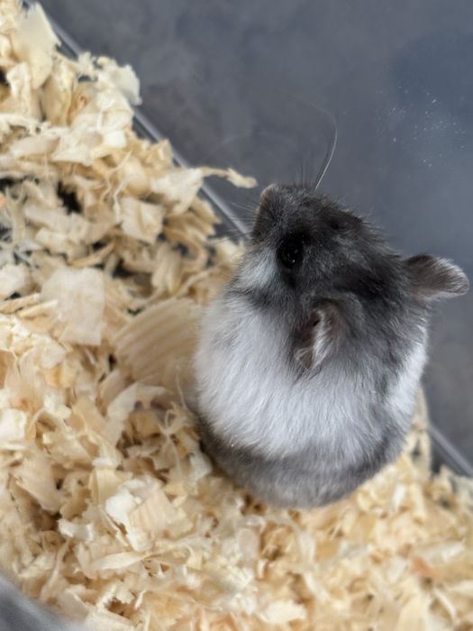 Chomiki dżungarskie w unikatowych kolorach