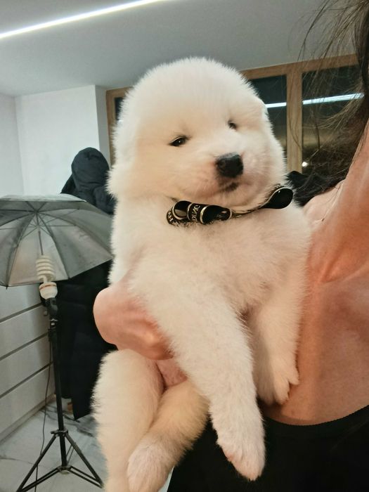 Samoyed szczenię rodowód FCI rodzice