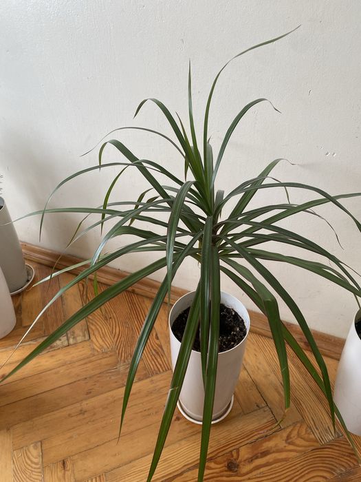 Продам вазон драцена