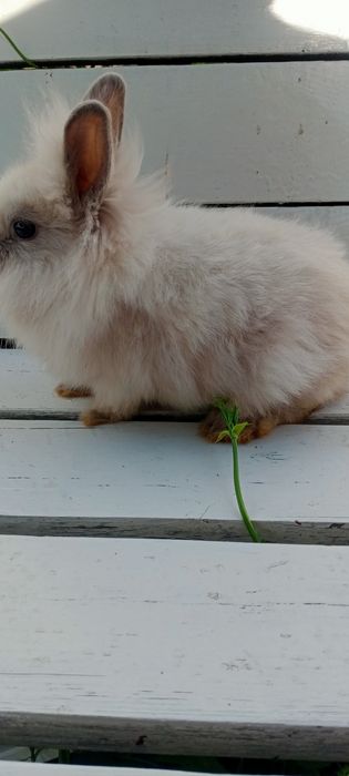 Карликовий торчевухий кролик