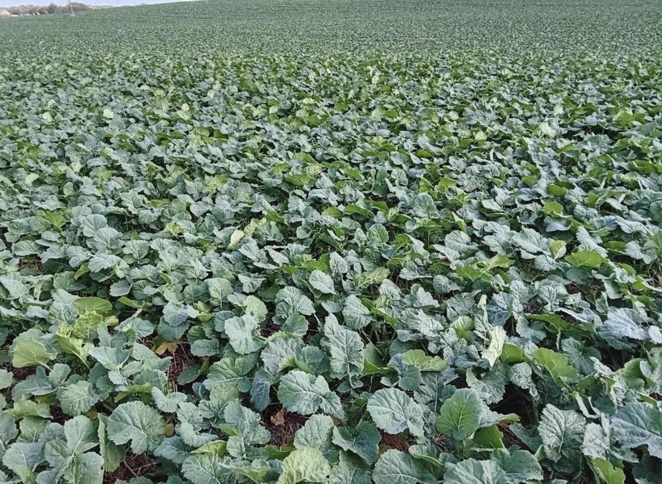 Siew pasowy strip-till Czajkowski