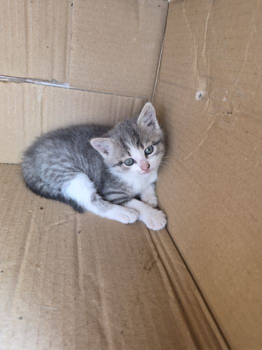 Відам кошенят в добрі рукі