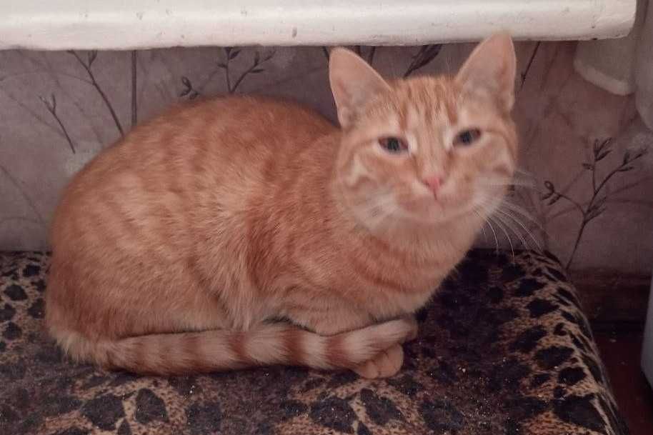 Киця Кішка Кошка в добрі руки в родину