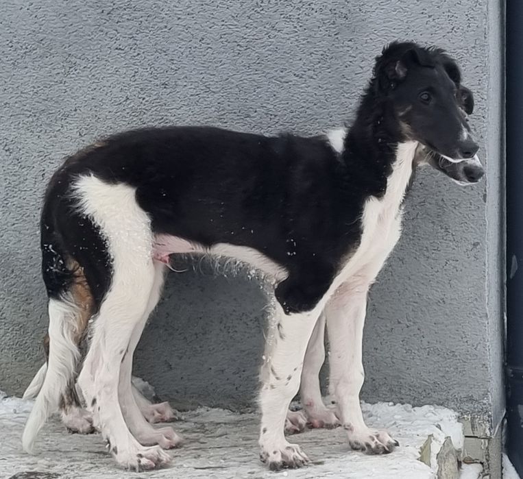 Цуценята псової борзої