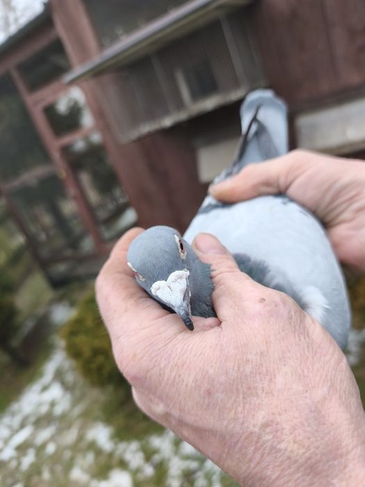 Sprzedam gołębia