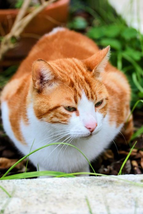 Gato a procura dos donos
