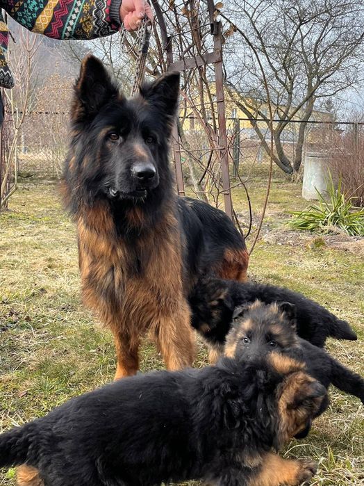 Цуценята німецької вівчарки