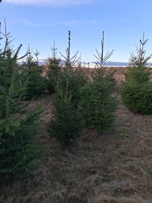 Choinki świerk pospolity 80 -2.80