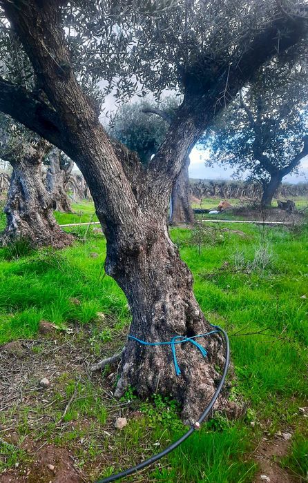 Oliveiras centenárias