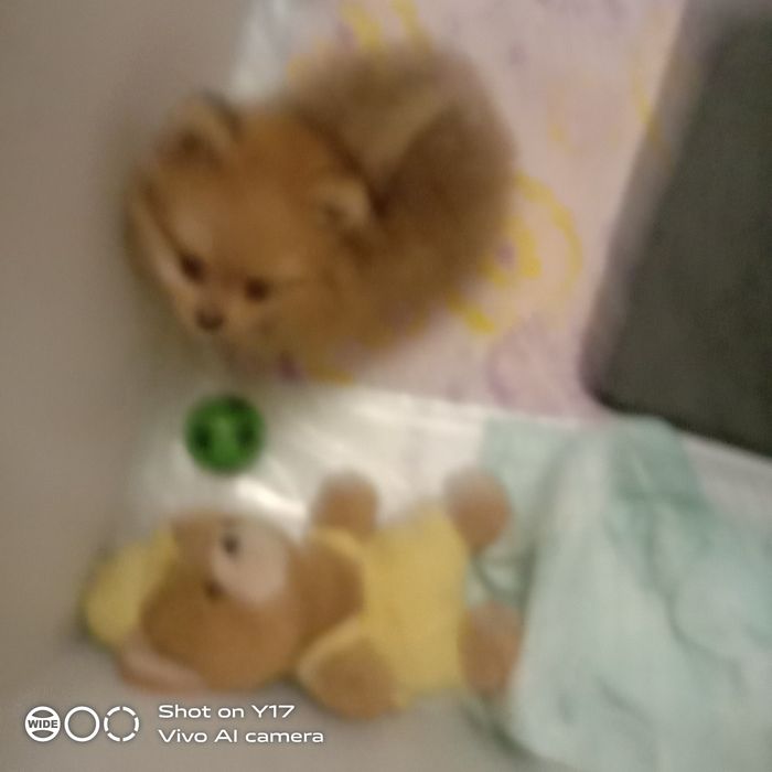 Чистокровний Померанський шпіц.