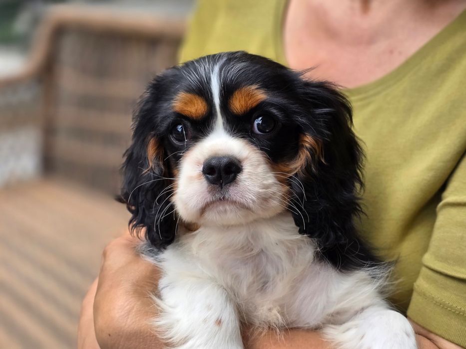 Piesek cavalier rodowód ZKwP/FCI