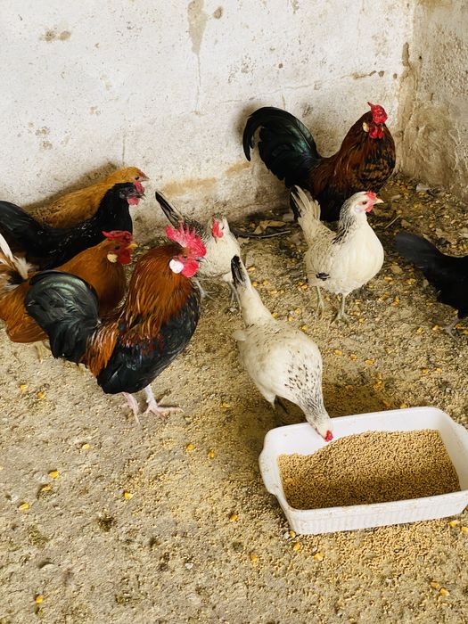 Garnizes de varias cores