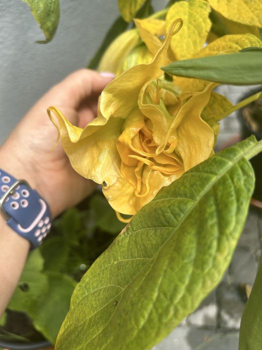 Brukmansja . Datura