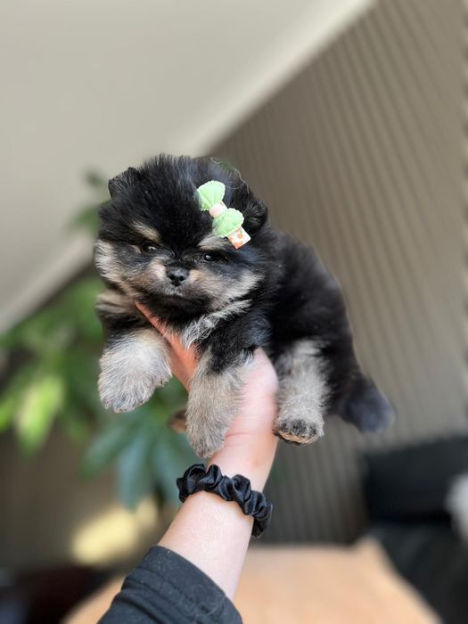 Spitz anão. Lulu da Pomerânia.Lop e Afixo .Mini . Black tan. Russo.