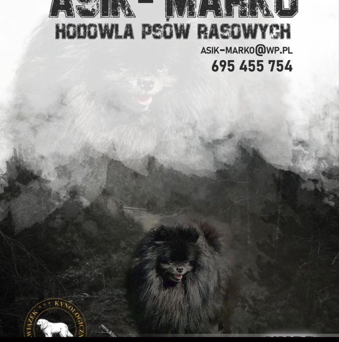 Szpic miniaturowy Pomeranian