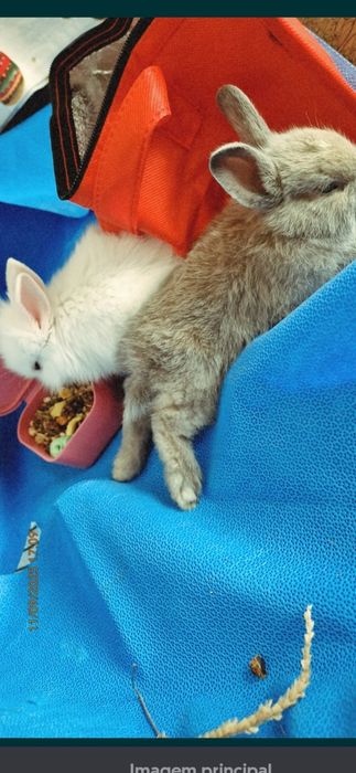 Coelhos Para doação
