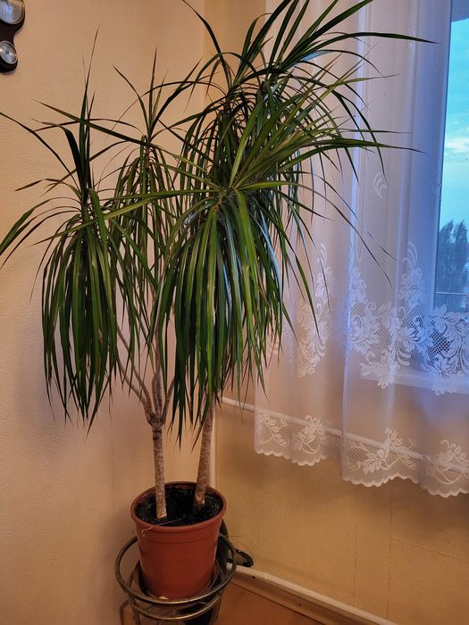 Dracena duża 110 cm.